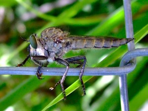 DSCF0063
